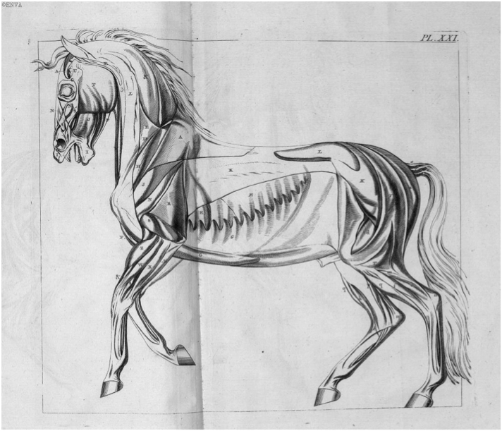 Fig 01 cheval