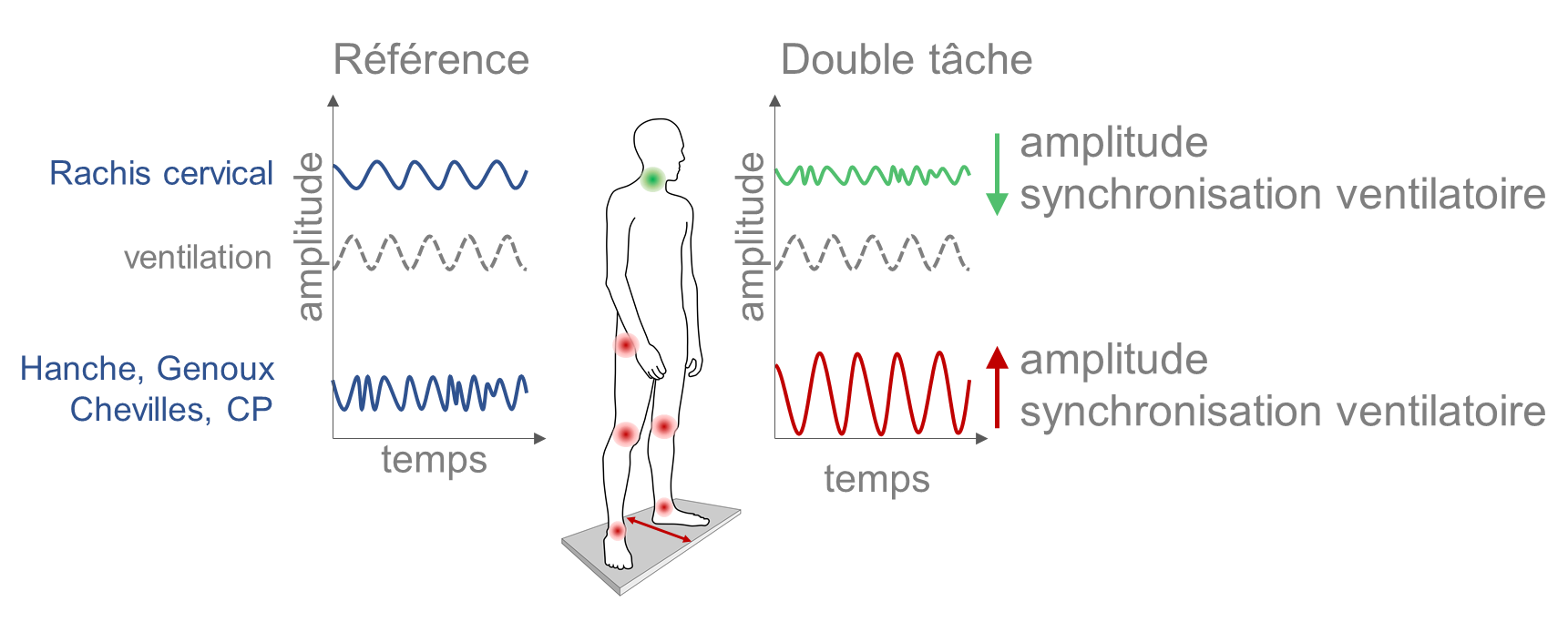 Figure: Schématisation des résultats avec diminution de l’amplitude de mouvement couplée d’une désynchronisation ventilatoire au niveau cervical et augmentation des mouvements posturaux globaux.