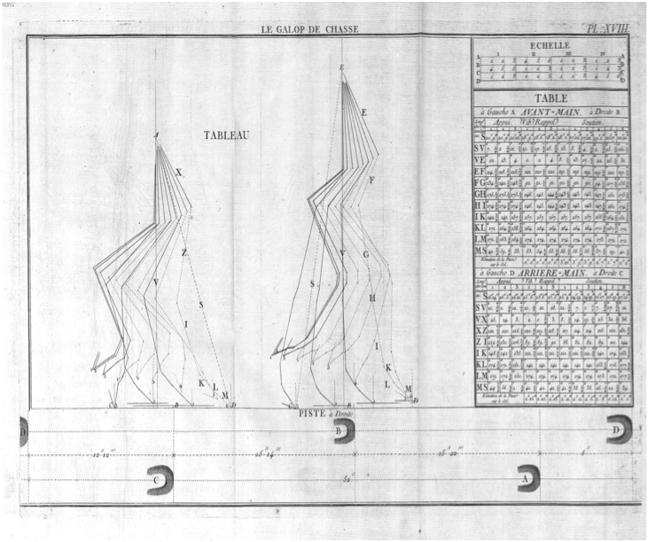 Fig 02 cheval